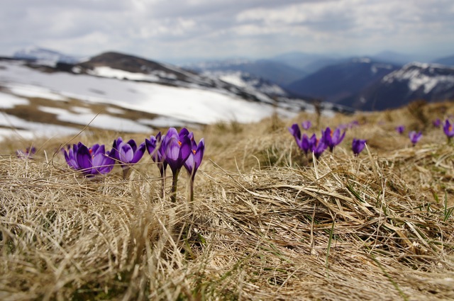 Flowers Growing on Mountaintop