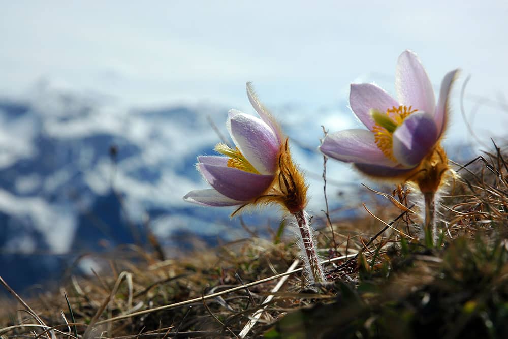 Two Mountain Flowers